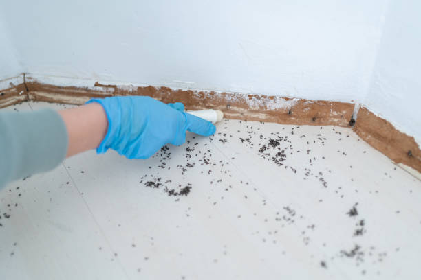 Best Local Pest Control Services  in Red Hill, SC
